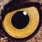 TULIPIN�fMUSIC