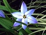 Blue Fragrant Star Flower 10 Bulb-Ipheion Rolph Fiedler