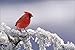 The Master Guide for Wildlife Photographers
