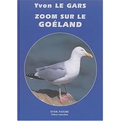 Zoom sur le goeland
