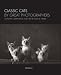 Classic Cats by Great Photographers