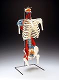 Skeletal Torso VC126
