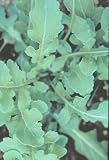 Arugula Roquette 600 Seeds - Soprano Herb