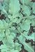 Arugula Roquette 600 Seeds - Soprano Herb