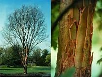 Acer griseum: Paperbark Maple Seeds