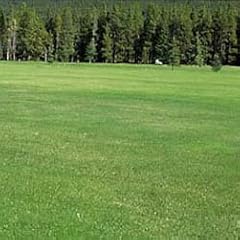 芝の種：西洋芝ハードフェスク・ハードトップ1kg[耐暑性 法面緑化/飛砂防止/ゴルフ場/公園]