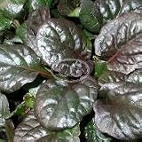 Ajuga reptans Catlin's Giant (Creeping Bugleweed, Creeping Carpet Bugle, Sicklewort, Comfrey, Carpenter's Herb) {24 Pots - 3 1/2 in., $4.27 each plant}