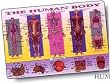 Human Body Placemat by M. Ruskin