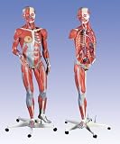 3B Scientific Dual Sex Muscle Figure 45 Part