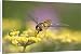 Canvas Prints of FEU-504 Hoverfly - Feeding on Fennel Flowers from Ardea Wildlife Pets
