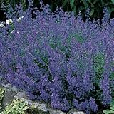 Catmint Seeds - Catmint Blue Carpet