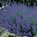 Pet Supplies : Catmint Seeds - Catmint Blue Carpet