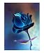 Blue Rose