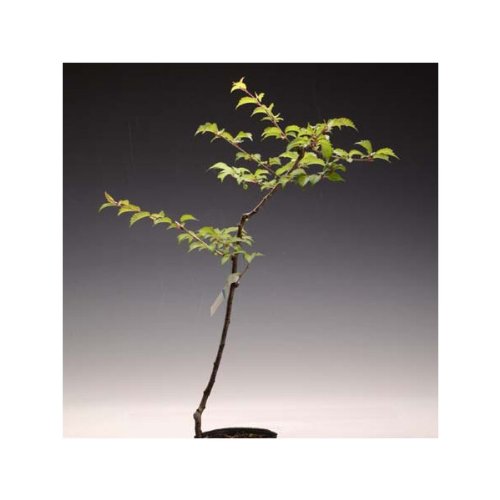 苗：富士桜（大）