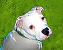 American Bulldog Art Print on Canvas