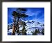 Ancient Limber Pines with Snowy Mountain Behind Sequoia National Park, California, US...