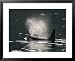 A Male Killer Whale Surfacing for Fresh Air and Expelling Stale Air National Geograph...