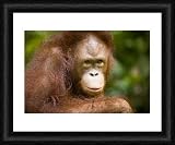 Sabah Malaysia, Borneo, Orang Utan - Official Framed Print 10x8 (25x20cm) by Jason Friend