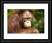 Sabah Malaysia, Borneo, Orang Utan - Official Framed Print 10x8 (25x20cm) by Jason Friend