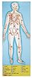 Melissa & Doug Human Body 100 pc Floor
