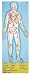 Melissa-and-Doug-Human-Body-100-pc-Floor