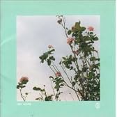 ばらの花