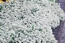 Candytuft Perennial - 8 Plants - Iberis Gibral Tarica