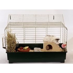 Abyssinian Guinea Pig in Cage Photographic Poster Print by Steimer, 16x12