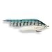 Burke's Hot Flash Minnow / Hot Flash Minnow - Anchovy Size 1/0