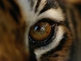 30 Years of National Geographic Specials
