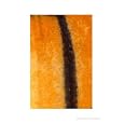 Danaus Plexippus Wing Abstract Photographic Poster Print by awokenlust, 8x10