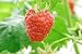 Framboise Dans Mon Jardin - 18
