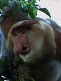 Wild Secrets: Sea and Land Mammals (Non-Profit)