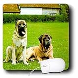 Dogs Mustiff - Mastiff - Mouse Pads