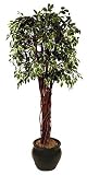 Review i-koncepts Ltd  / 6ft Variegated Ficus with Natural Stem - Artificial Plant