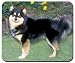 Finnish Lapphund Mousepad