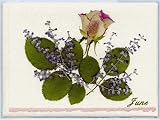 GardenCards Flower Greeting Cards