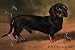 Art Poster, Dachshund Earl Satin - 27.5 x 18.75