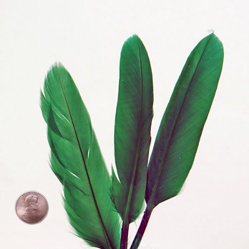 Premium Quality Brightly-Dyed Goose Feathers - Approx 45 Meduim (Green)
