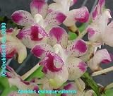 Aerides quinquevulnera 239