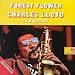 Forest Flower: Live in Monterey