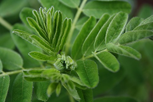 Ahimsa Store Astragalus Membranaceus Huang Qi Milk Vetch Seeds - 200 Seeds Ahimsa Store Astragalus Membranaceus Huang Qi Milk Vetch Seeds - 200 Seeds