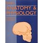 Basic Anatomy and Physiology