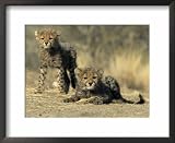 Cheetah Cubs, Acinonyx Jubatus, Duesternbrook Private Game Reserve, Windhoek, Namibia, Africa Animals Framed Art Poster Print by Thorsten Milse, 22x18