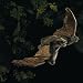 Folkmanis Handpuppe Fledermaus