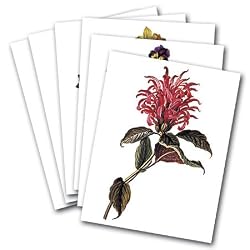 German School Botanicals - Box Set of 12 Assorted Greeting Cards and Patterned Envelopes