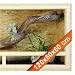 Holz Terrarium OSB 120x60x60cm mit Seitenbel. Holzterrarium