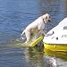 Paws Aboard Doggy Boat Ladder