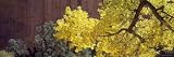 Backlit Cottonwood Near Capitol Reef National Park, Ut, USA Photographic Poster Print by Panoramic Images, 120x40