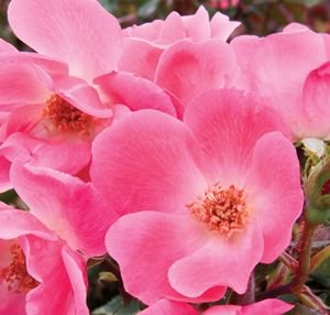 Pink <strong>Knockout Roses</strong>